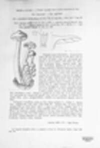 Armillaria mellea image